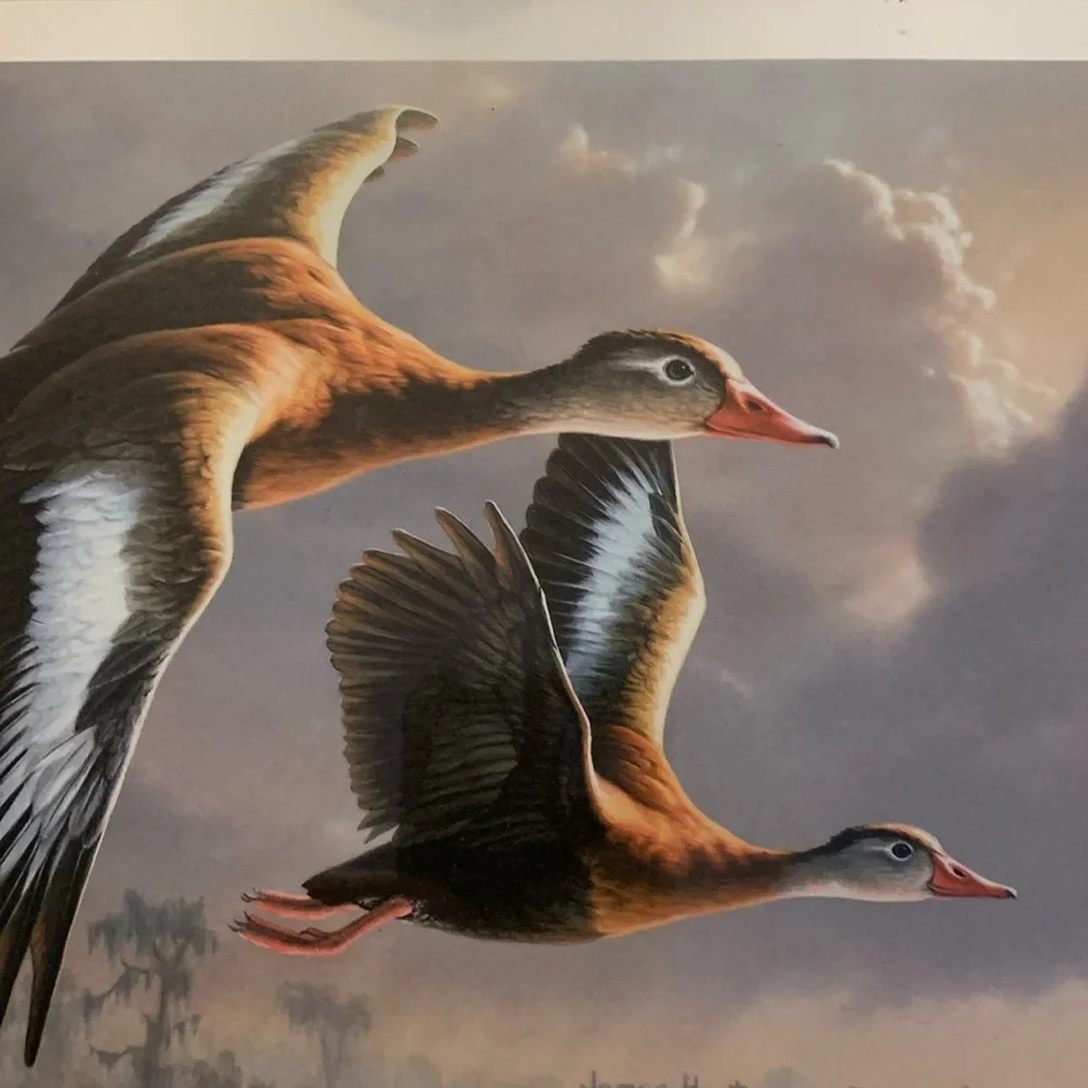 1989 Migratory Bird Hunting Duck Stamp Printd